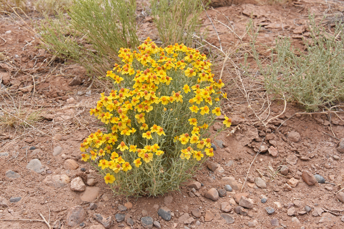 Whitestem Paperflower flowers are solitary but after good rainfall may produce 50 or more blooming heads. Flowers blooms from February or March to September or later. Psilostrophe cooperi